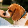Understanding 5 Reasons Why Your Dog Licks You In 2026 And Beyond