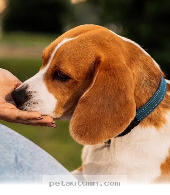 Understanding 5 Reasons Why Your Dog Licks You In 2026 And Beyond