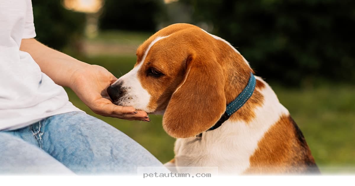 Understanding 5 Reasons Why Your Dog Licks You In 2026 And Beyond
