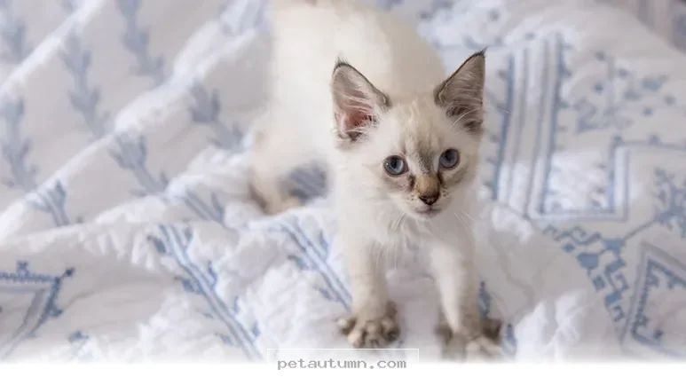 Understanding Why Your Cat Kneads and 7 Ways to Read Their 2026 Mood