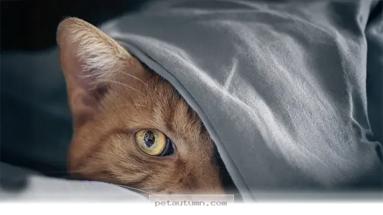 Vital Health Indicators for Your Cat to Monitor Throughout 2026