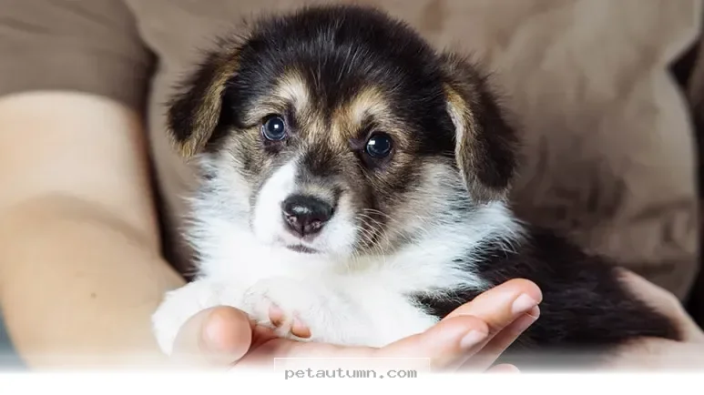 Why 5 Dedicated Owners Keep Saving Lost Dogs Across America in 2026