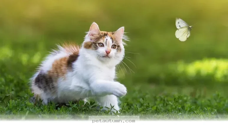 Why 5 Million American Households Adore This Unique Pet in 2026