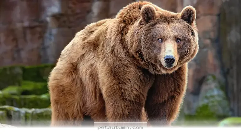 Bringing 1 Grizzly Bear Back to California Wildlife Plans for 2026