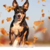Discover 10 Clear Ways Your Dog Shows Love and Joy in 2026