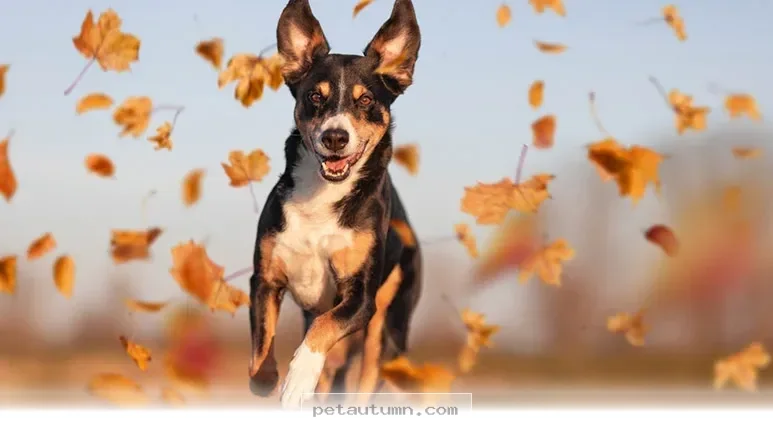 Discover 10 Clear Ways Your Dog Shows Love and Joy in 2026