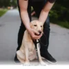 Essential 2026 Guide for Helping Your Dog During a Choking Emergency