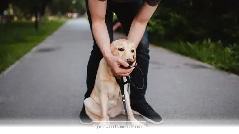 Essential 2026 Guide for Helping Your Dog During a Choking Emergency