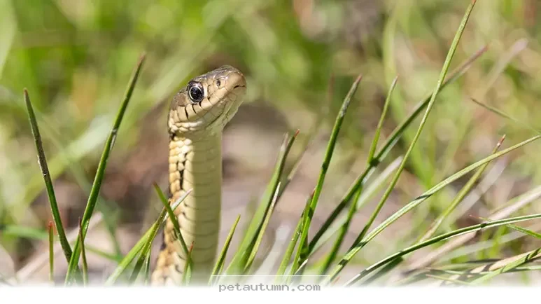 Essential 2026 Pet Safety Guide for Handling Snake Bites at Home