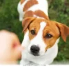 Essential 2026 Pet Travel Tips for 4 Key Safety Checks With Your Dog