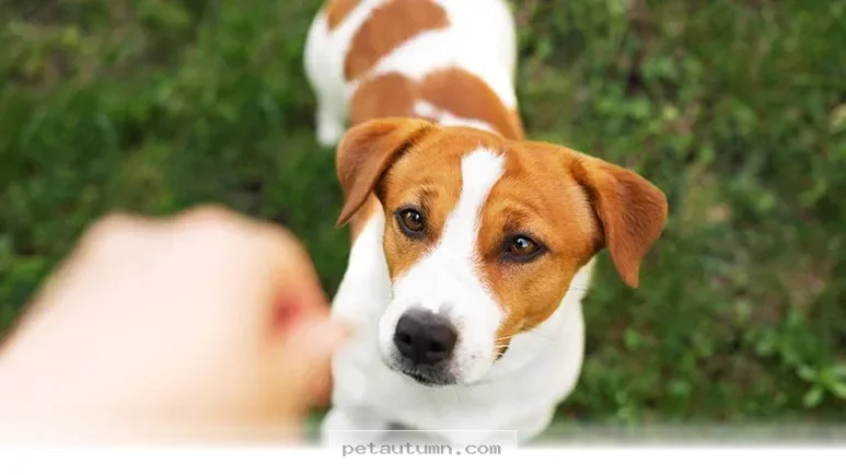 Essential 2026 Pet Travel Tips for 4 Key Safety Checks With Your Dog