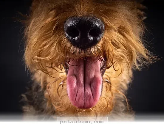 Essential Health Tips for Safe Pet Smooches During the 2026 Season