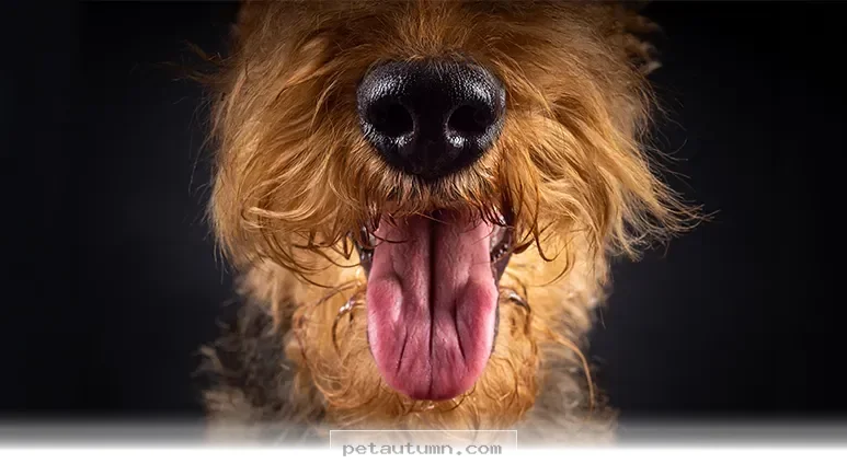 Essential Health Tips for Safe Pet Smooches During the 2026 Season