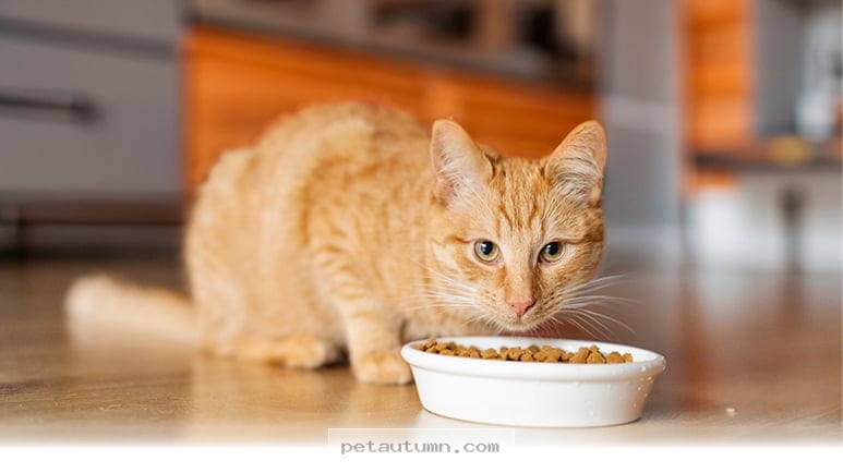 Essential Ingredients You Need to Check in Your Pet Food for 2026