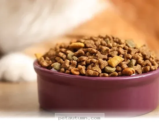 Essential Tips for Healthy Pet Meal Additions to Try in 2026