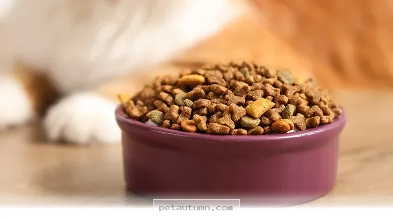 Essential Tips for Healthy Pet Meal Additions to Try in 2026