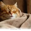 Essential Tips to Keep Your Pets Happy and Warm During 2026 Winter