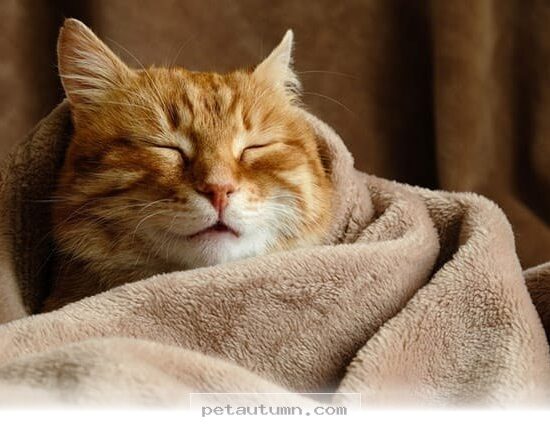 Essential Tips to Keep Your Pets Happy and Warm During 2026 Winter