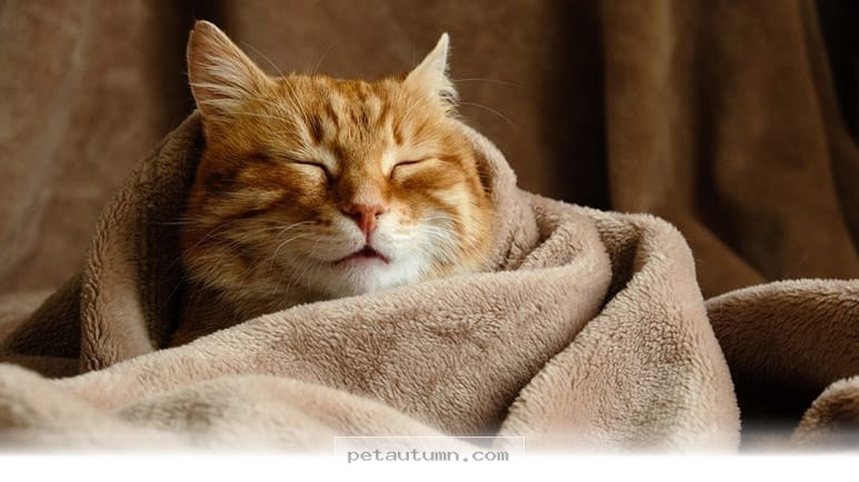 Essential Tips to Keep Your Pets Happy and Warm During 2026 Winter