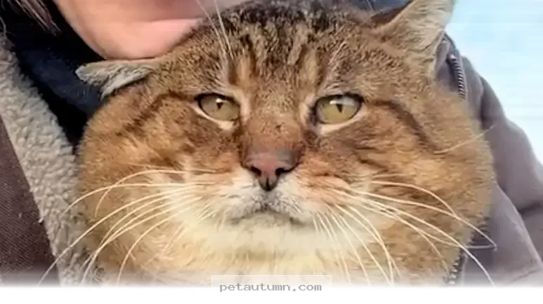 Heartwarming 2026 Journey of a Senior Feral Cat Finding His Forever Home