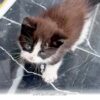 Heartwarming 2026 Rescue Story of a Cold Kitten Finding a Forever Home