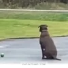 Heartwarming 2026 Update on the Loyal Pup Waiting for Her Best Friend