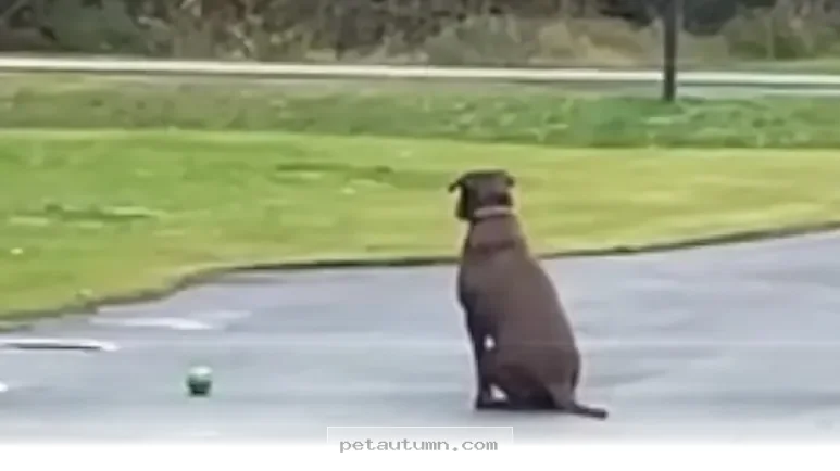 Heartwarming 2026 Update on the Loyal Pup Waiting for Her Best Friend