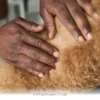 Help Your Dog Heal From 5 Frequent Skin Issues With These 2026 Tips