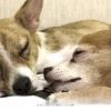 Helpful 2026 Tips for Introducing 2 New Pets to Your Happy Home