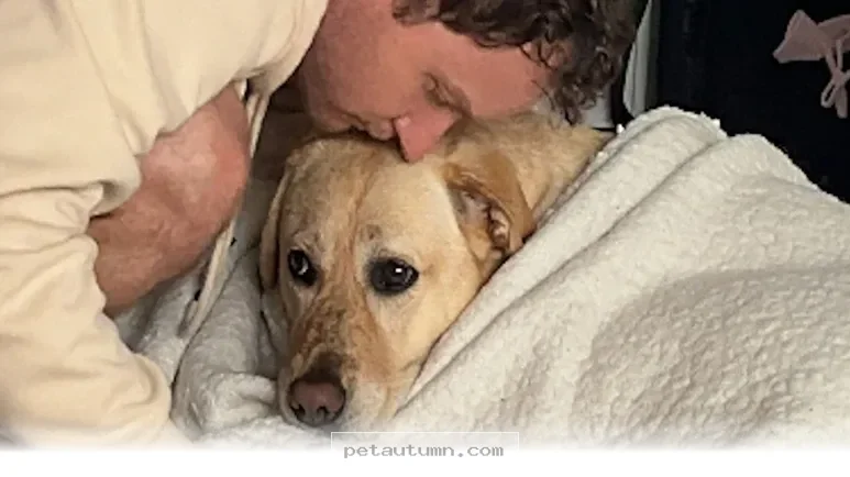 Helpful Bedtime Routines for Your Happy Dogs to Sleep Better in 2026