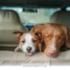 Helpful Tips to Stop Your Dog From Getting Car Sick in 2026