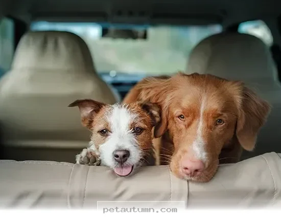 Helpful Tips to Stop Your Dog From Getting Car Sick in 2026