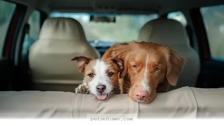 Helpful Tips to Stop Your Dog From Getting Car Sick in 2026