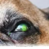 Helping Your Pet Recover From a Serious 2026 Eye Injury at Home
