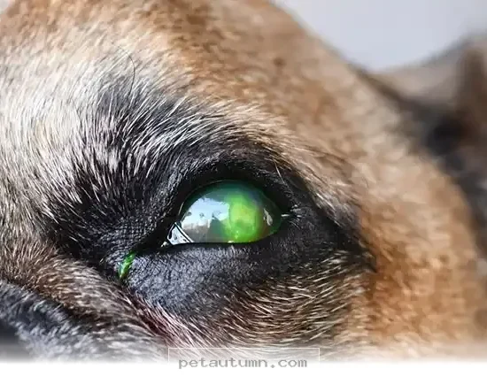 Helping Your Pet Recover From a Serious 2026 Eye Injury at Home
