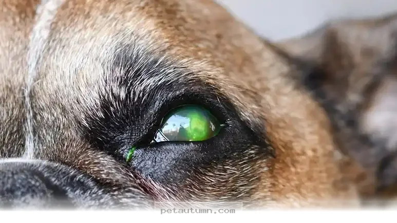 Helping Your Pet Recover From a Serious 2026 Eye Injury at Home