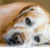 Helping Your Pet Regain Their Steady Balance in 2026 and Beyond