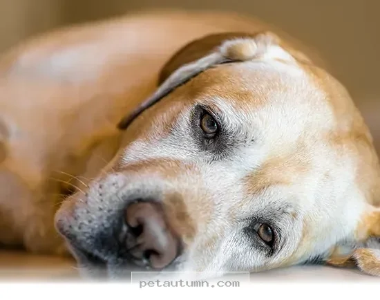 Helping Your Pet Regain Their Steady Balance in 2026 and Beyond
