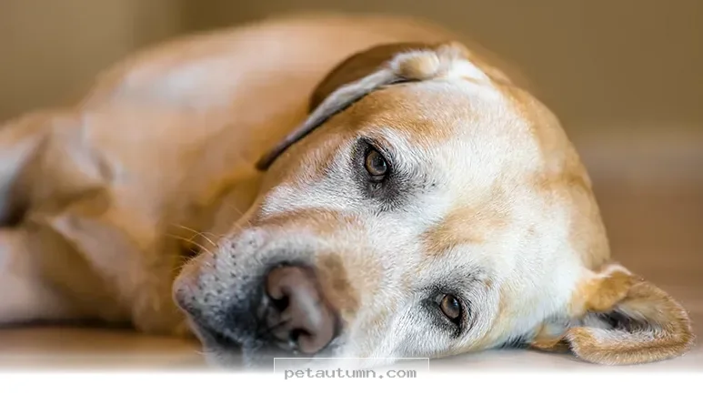 Helping Your Pet Regain Their Steady Balance in 2026 and Beyond