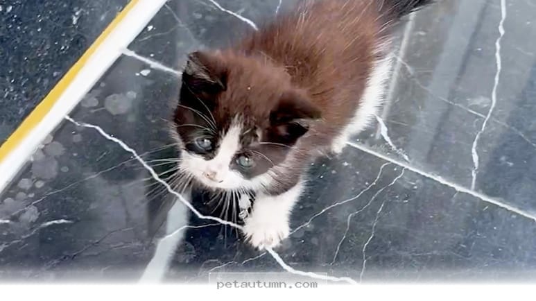 How 1 Cold Kitten Found a Forever Home and Warmth in Early 2026