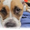 How 1 Happy Shelter Dog Found Joy on a Custom Winter Snow Course 2026