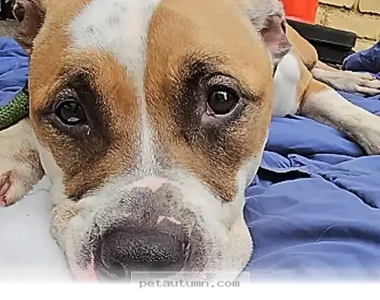 How 1 Happy Shelter Dog Found Joy on a Custom Winter Snow Course 2026