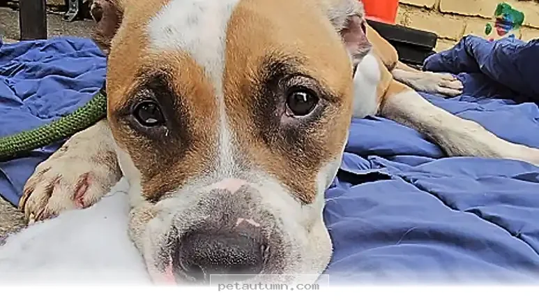 How 1 Happy Shelter Dog Found Joy on a Custom Winter Snow Course 2026