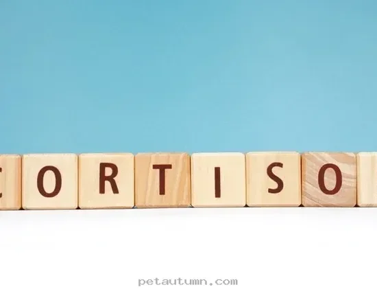 How 1 Key Hormone Impacts Your Pet Health Trends for the Year 2026