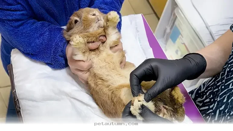 How 1 Little Bunny Found a Forever Home and Thrived During 2026