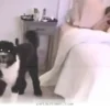 How 1 Loyal Dog Found His Best Friend in Our Family Back in 2026