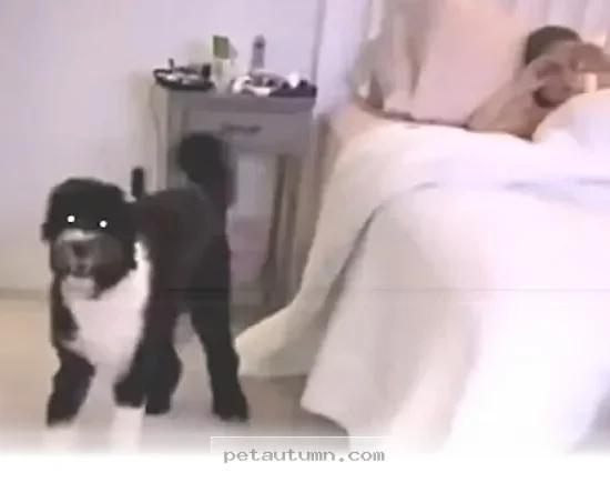 How 1 Loyal Dog Found His Best Friend in Our Family Back in 2026