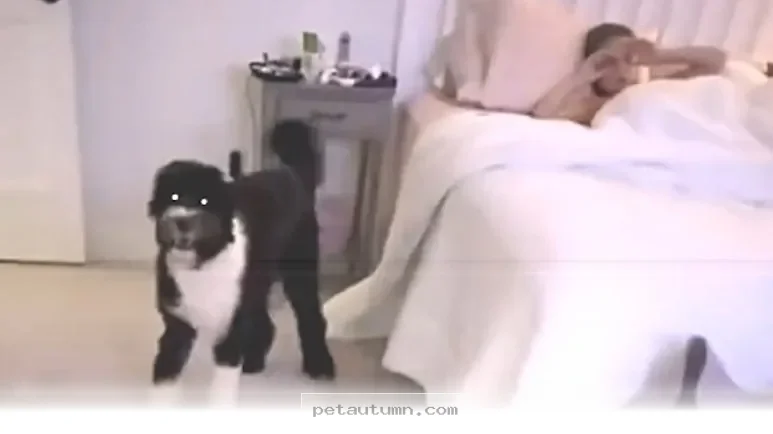 How 1 Loyal Dog Found His Best Friend in Our Family Back in 2026