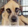 How 1 Rescue Dog Found Her Joy Again and Started a New Life in 2026