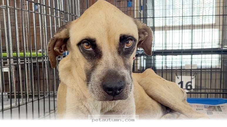 How 1 Rescue Dog Found Her Joy Again and Started a New Life in 2026
